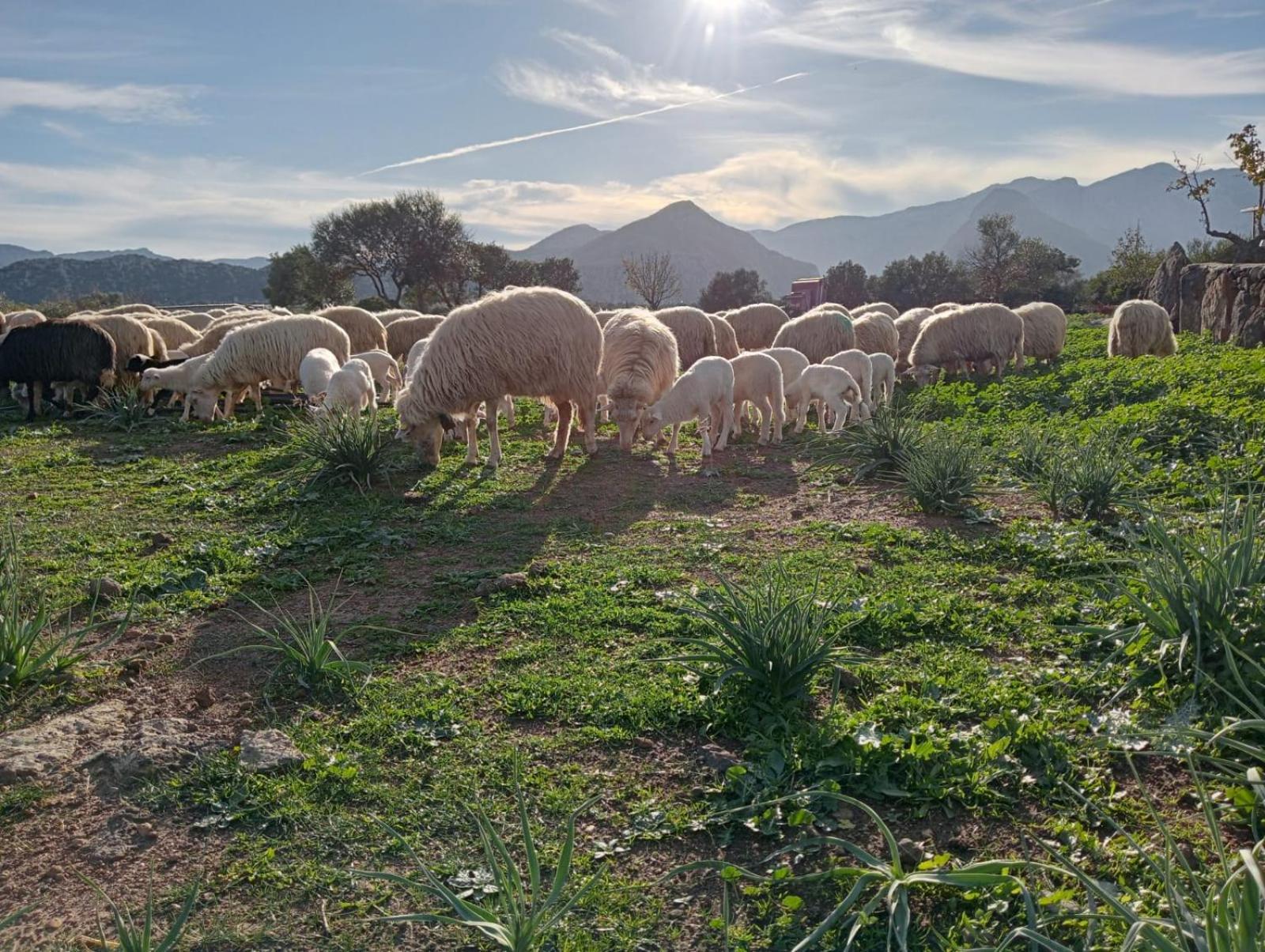 Agriturismo Sa Murta ดอร์กาลี ภายนอก รูปภาพ