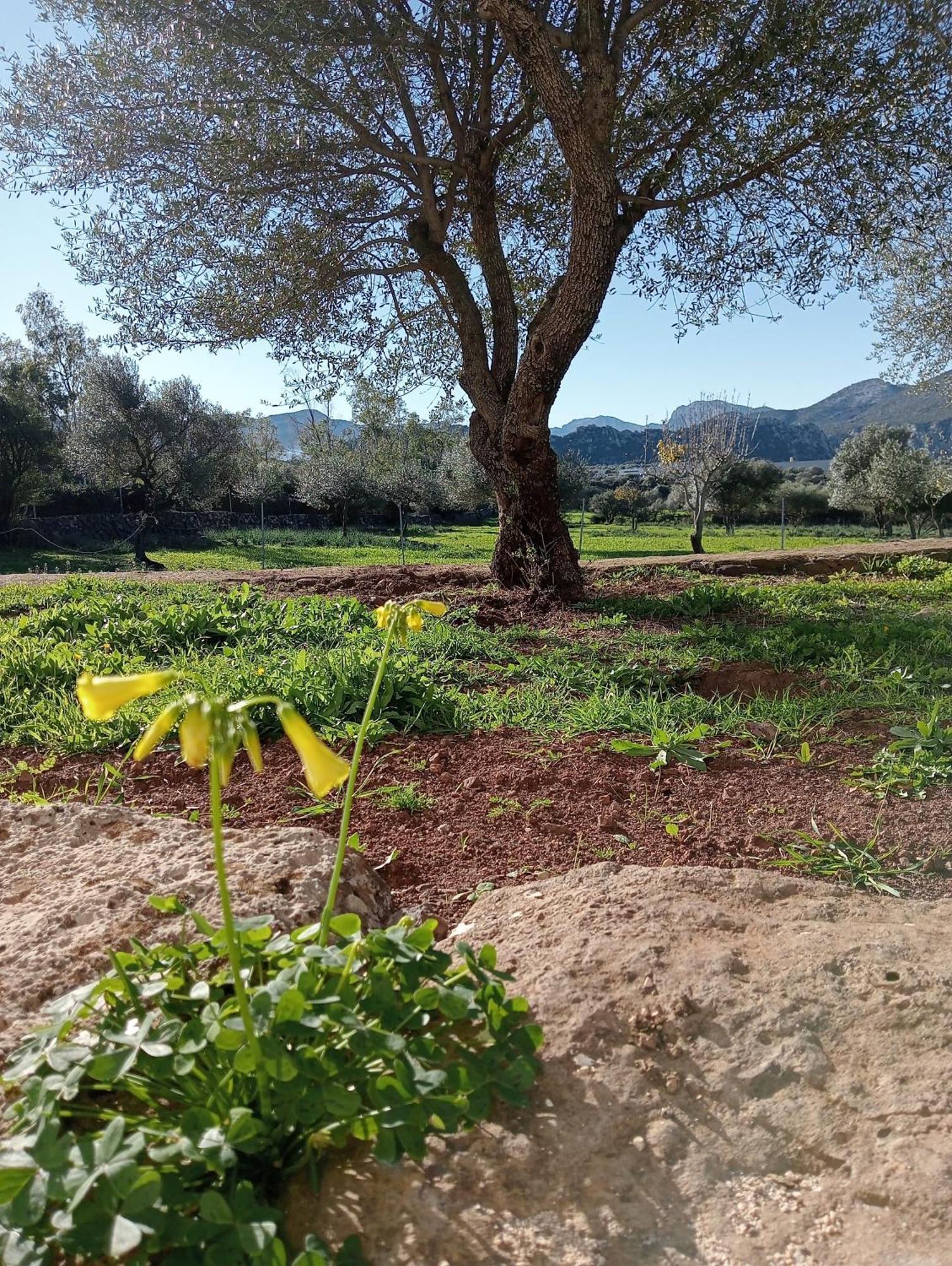 Agriturismo Sa Murta ดอร์กาลี ภายนอก รูปภาพ